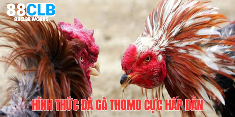 Đá gà Thomo có luật chơi chặt chẽ, đảm bảo tính công bằng